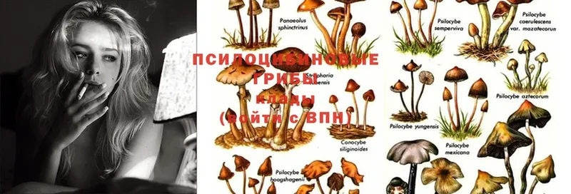 Галлюциногенные грибы MAGIC MUSHROOMS  Лукоянов 